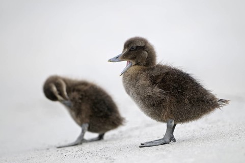 Eiderente (Somateria mollissima), Eider, zwei Jungvoegel am Strand, eines gaehnt, das andere putzt