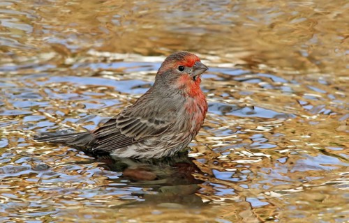 House Finch, Carpodacus mexicanus, a male bird bathing in a backyard pond in Saskatoon,