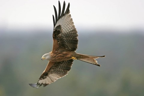 Red Kite (Milvus milvus) flying, Hesse, Germany