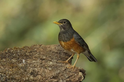 Black-breasted Thrush (Turdus dissimilis) male, Doi Ang Khang, Thailand