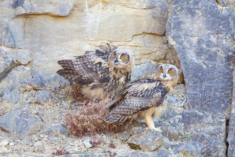 Eurasian Eagle-owl (Bubo bubo) young birds in the rock face Germany