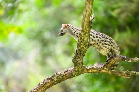 Common genet (Genetta genetta), climbing on a tree wildlife in a forest, Montseny National Park,