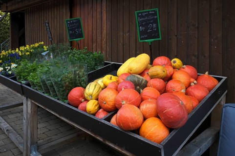 Red and yellow Hokkaido pumpkin, pumpkins, various potted flowers, daffodils, annemons, cloves,