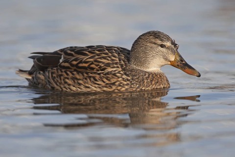 Mallard (Anas platyrhynchos) female, Baden-Wuerttemberg, Germany