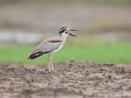 Great Stone-curlew (Esacus recurvirostris), Sri Lanka