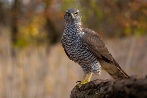 Northern Goshawk (Accipiter gentilis), Subotica, Serbia