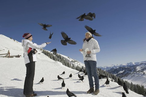 Alpine Chough (Pyrrhocorax graculus) flying, Bavaria, Germany