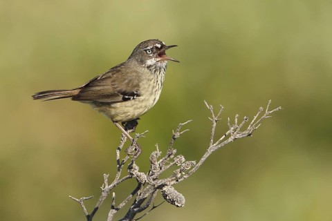White-browed Scrubwren (Sericornis frontalis) singing, Western Australia, Australia