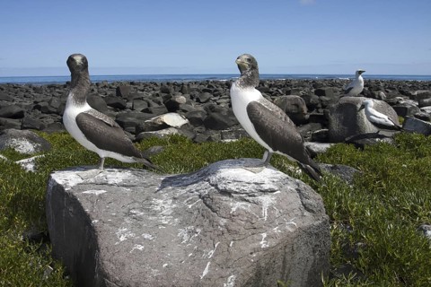 Masked Booby (Sula dactylatra) juvenile, Bahia, Brazil