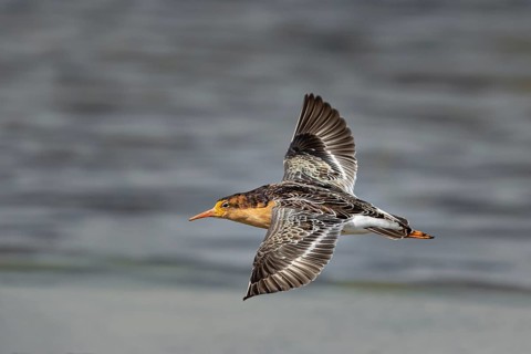 Ruff (Calidris pugnax) male flying, Oeland, Sweden
