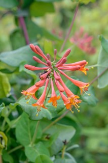 Honeysuckle (Lonicera × brownii 'Dropmore Scarlet'), BS Sämann, Germany