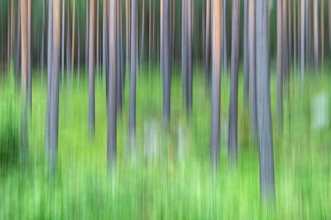 Trees, tree trunks, forest, wiping picture, near Kvam, Gudbrandsdalen, Norway