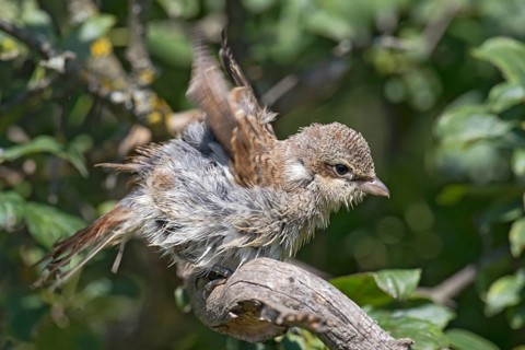 Red-backed Shrike (Lanius collurio) juvenile drying feathers after bathing, Aosta Valley, Italy