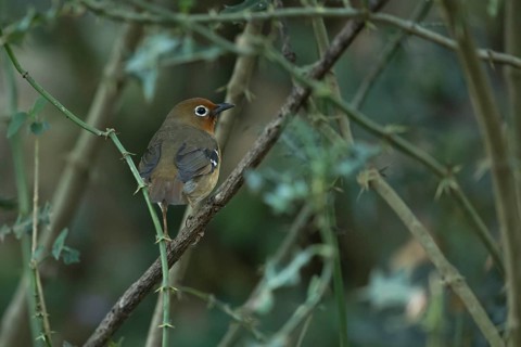 Abyssinian Ground Thrush (Geokichla piaggiae piaggiae), Bale Mountains Nationalpark, Ethiopia,