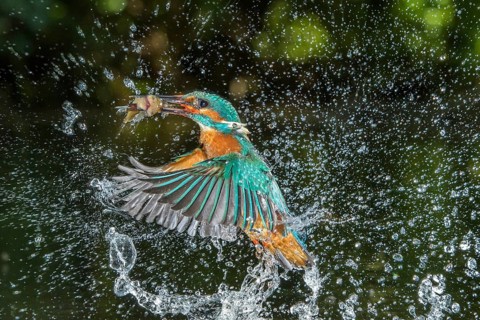 Common Kingfisher (Alcedo atthis) male fishing, Lower Saxony, Germany
