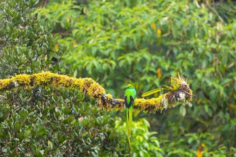 Quetzal (Pharomachrus mocinno), Male, Trogons (Trogonidae), Central Mountain Range, San Jose