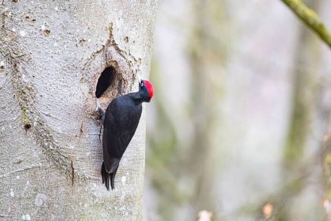 Black woodpecker (Dryocopus martius) ml Germany