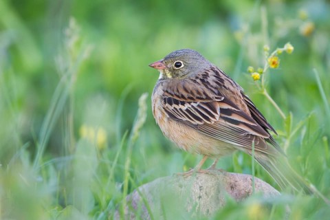 Ortolan Bunting - Ortolan - Emberiza hortulana, Kazakhstan, adult male