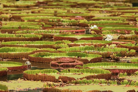 A lake is completely covered with amazon water lily (Victoria amazonica), Mauritius