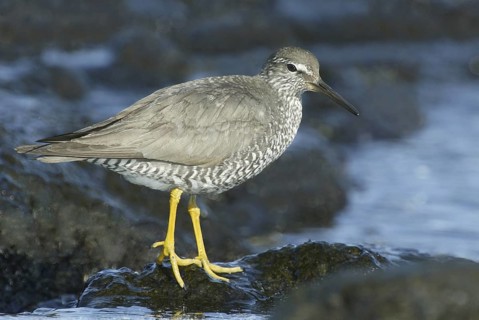 Wandering Tattler (Tringa incana)Hawaii, USA