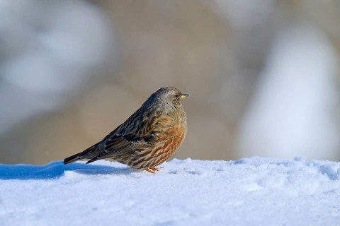 Alpine accentor (Prunella collaris), standing on snow-covered ground with blurred background, Gemmi