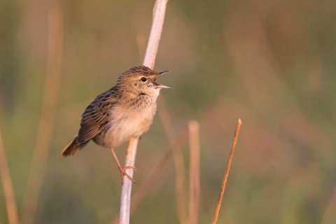 Common Grasshopper Warbler - Feldschwirl - Locustella naevia ssp. straminea, Russia