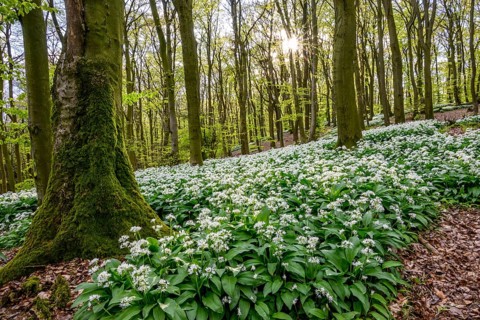 A sparkling sun shines over the wild garlic blossom (Allium ursinum) on the forest floor in a beech