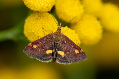 Mint moth (Pyrausta aurata) adult insect feeding on garden Tansy herb plant flowers in summer,