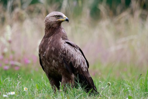 Lesser Spotted Eagle (Clanga pomarina) on grassland, Poland