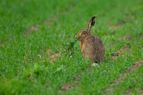 European brown hare (Lepus europaeus) adult animal feeding in a farmland cereal field in summer,