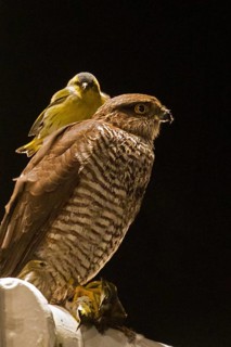 Eurasian Sparrowhawk & Eurasian Siskin (Accipiter nisus & Spinus spinus), three entirely exhausted