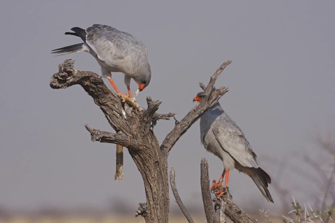 Pale Chanting Goshawk (Melierax canorus), Oshikoto, Namibia