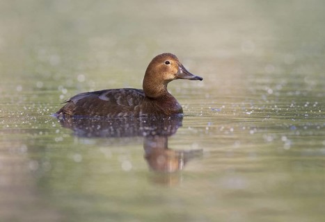 Common Pochard (Aythya ferina) female, Brandenburg, Germany