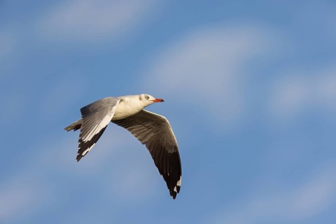 Grey-headed Gull, Croicocephalus cirrocephalus, (Larus cirrocephalus), Grey-hooded Gull,