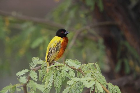 Golden-backed Weaver (Ploceus jacksoni) male, Lake Baringo, Kenya