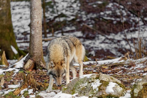 An adult male grey wolf (Canis lupus lupus) runs across the snow-covered forest floor at the edge