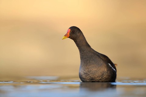 Common Moorhen (Gallinula chloropus), North Rhine-Westphalia, Germany
