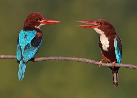 White-throated Kingfisher (Halcyon smyrnensis) perched on a branch, Penang, Malaysia