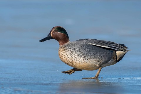 Eurasian Teal (Anas crecca) male, Schleswig-Holstein, Germany