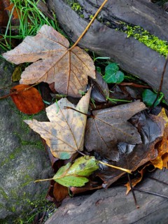 Autumn impression from the Hönnetal in Sauerland, North Rhine-Westphalia, Germany