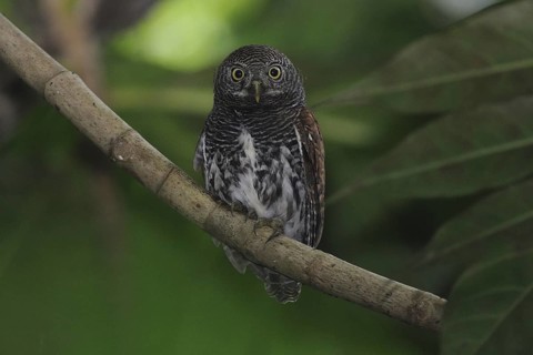 Chestnut-backed Owlet (Glaucidium castanotum), Sri Lanka