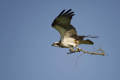 Western Osprey (Pandion haliaetus) flying, Mecklenburg-Western Pomerania, Germany
