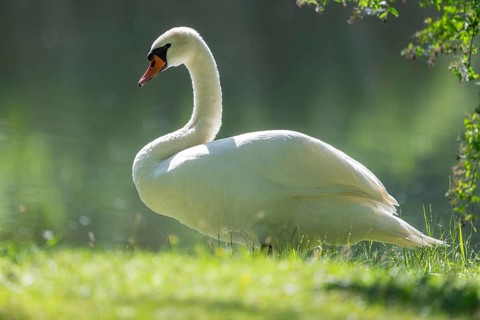 Mute swan (Cygnus olor), adult bird standing in a meadow by a pond, Thuringia, Germany