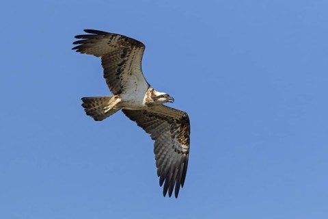 Osprey, flight photo, animals, birds, eagle, bird of prey, (Pandion haliaetus), blue sky, Gan