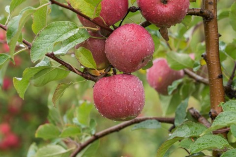 Apple (Malus domestica 'Fuji'), Bundessorteamt, testing centre Wurz, Germany