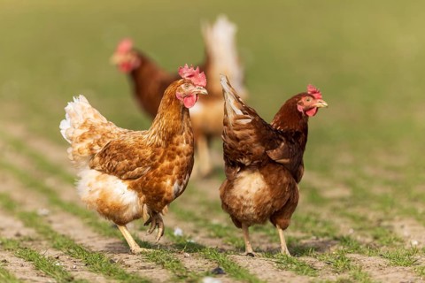 Two chickens in the foreground, others in the background, domestic chicken, Rhineland-Palatinate,