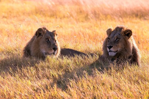 Lion (Panthera leo) Botswana, Botswana, Botswana