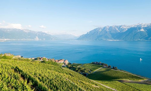 Vibrant panorama showcasing the terraced vineyards of the Lavaux region, with the serene waters of