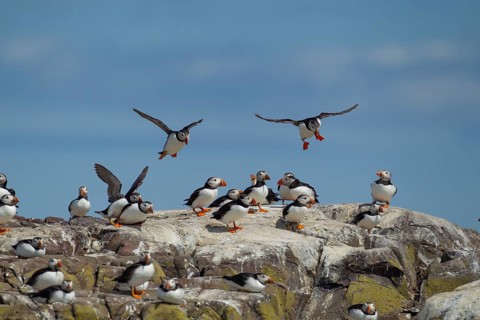 Atlantic puffin (Fratercula arctica) two adult auk seabird birds in flight returning to their