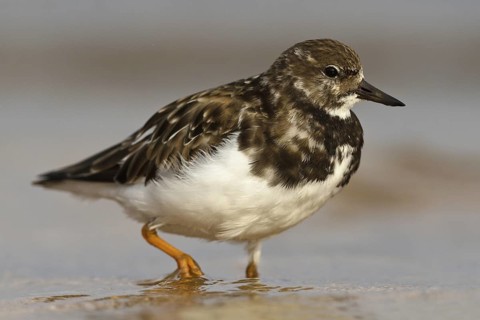 Ruddy Turnstone (Arenaria interpres), Asturias, Spain